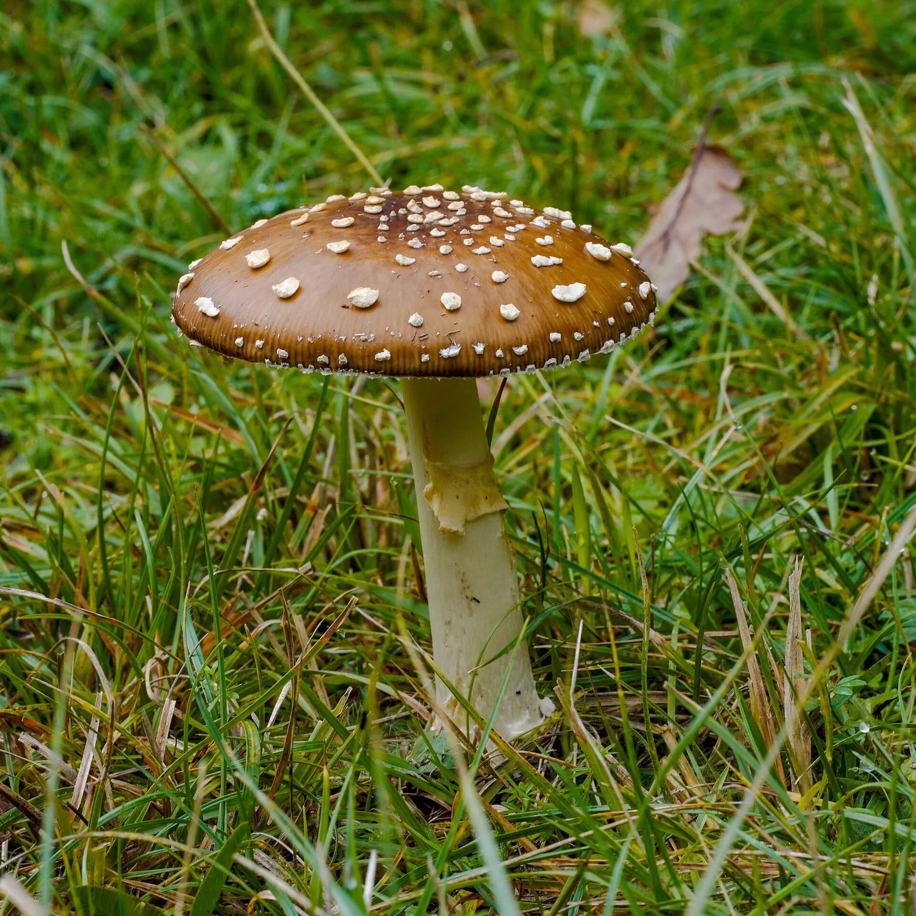 Amanita pantherina madura amb barret bru cobert de berrugues blanques i anell al peu.