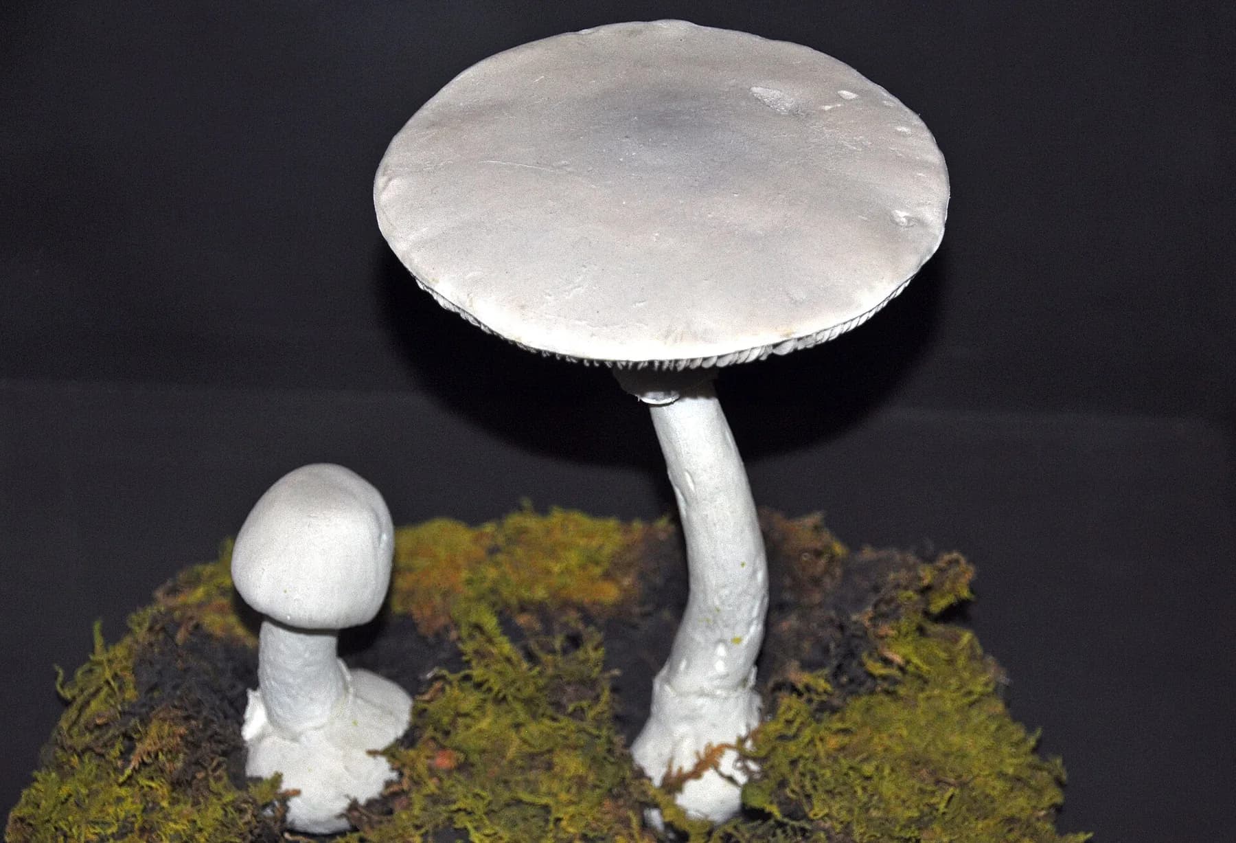 Dos estadis d’Amanita verna amb barrets blancs llisos, anell i base volvada.