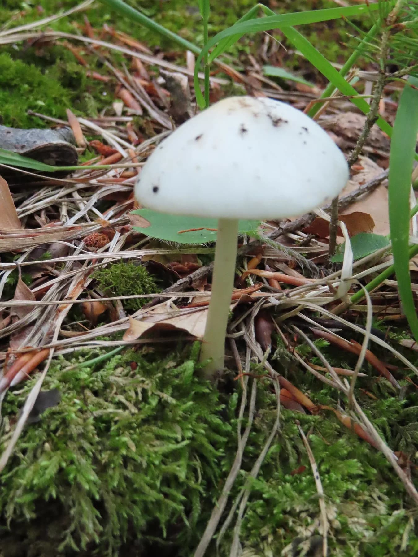 Amanita virosa blanca al bosc, amb barret cònic irregular i peu llarg anellat.