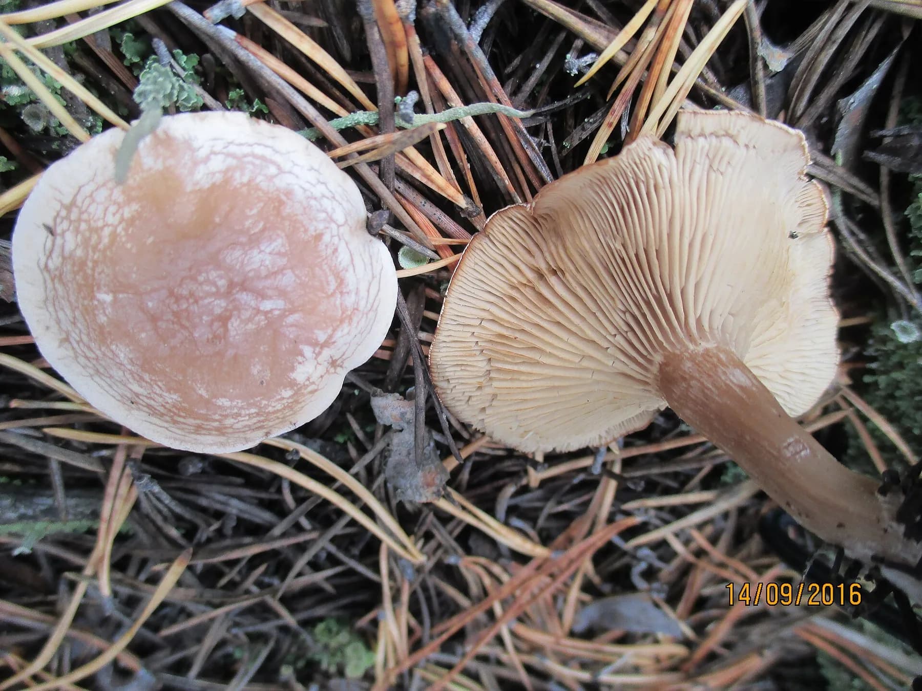 Clitocybe rivulosa a la gespa amb barrets blancs deprimits i cercles ocracis.