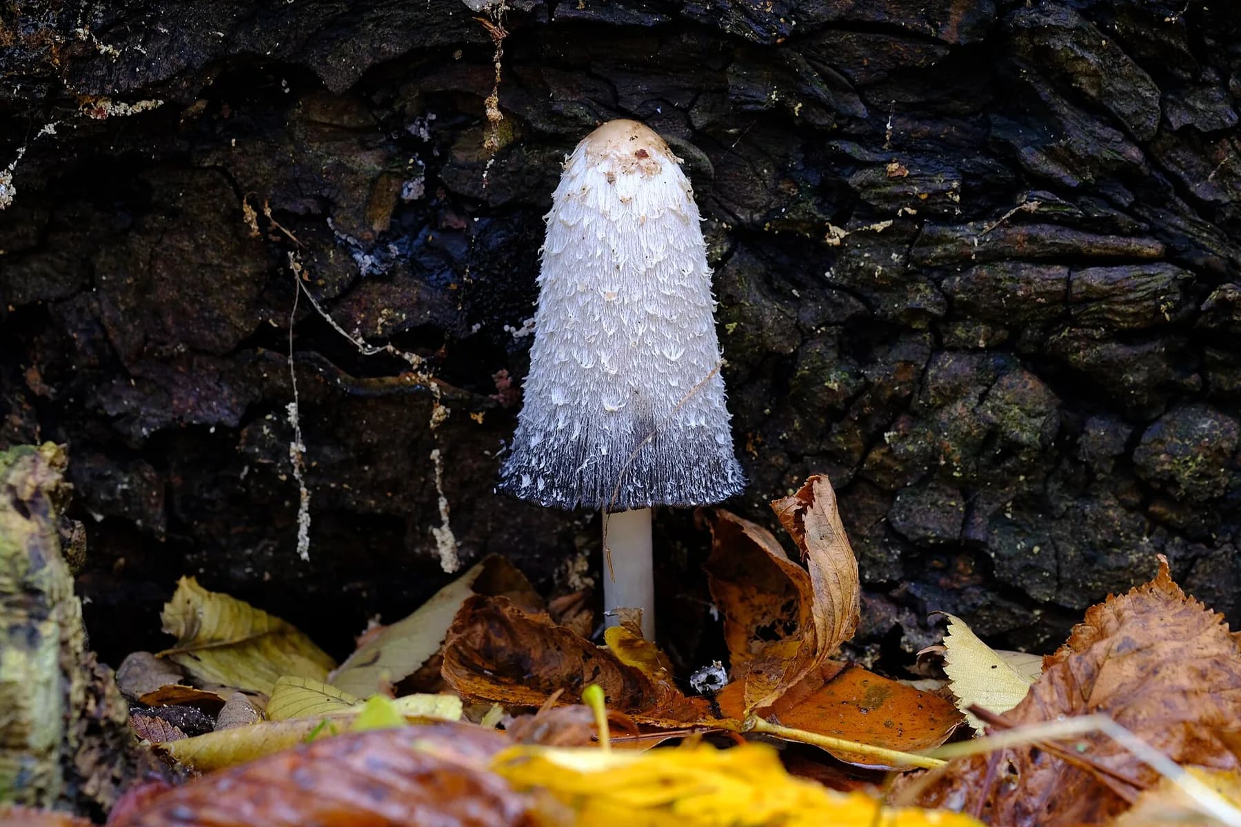 Coprinus comatus madur amb barret blanc escamós i marge inferior començant a ennegrir-se.