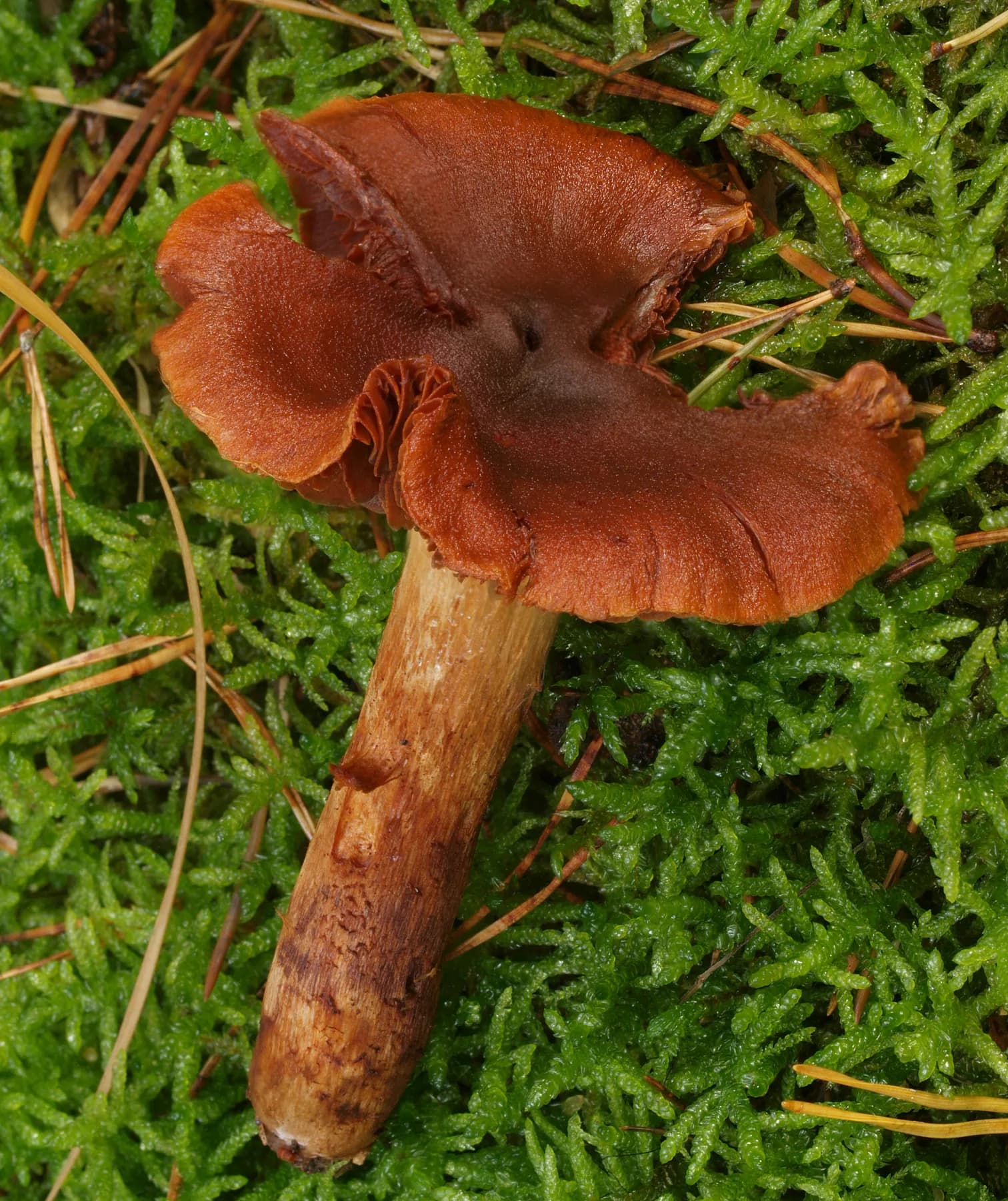 Cortinarius orellanus al bosc, amb barret sec ataronjat i peu groguenc sense anell.
