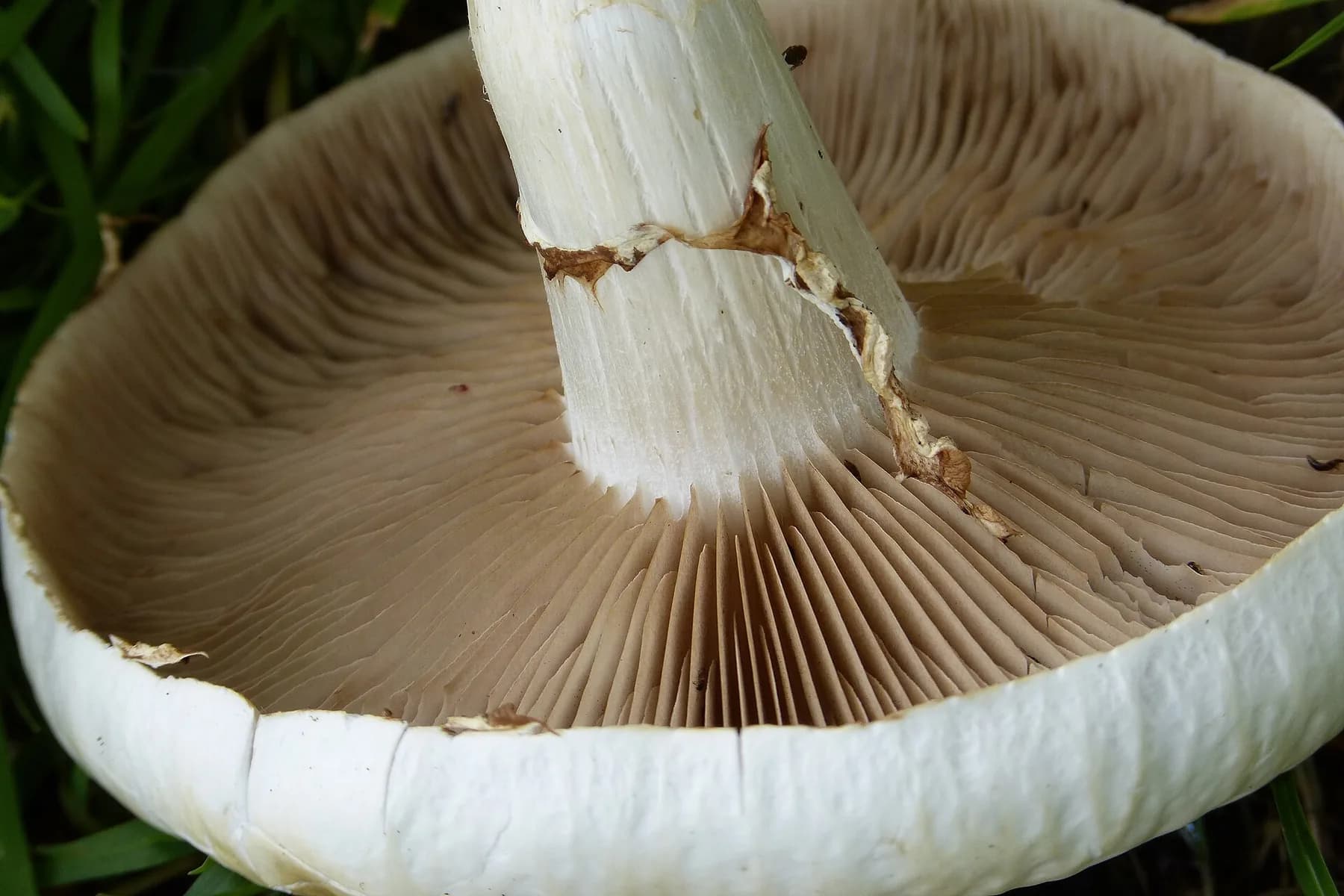Feix de Cyclocybe cylindracea sobre fusta de pollancre, amb barrets bruns i peus anellats.