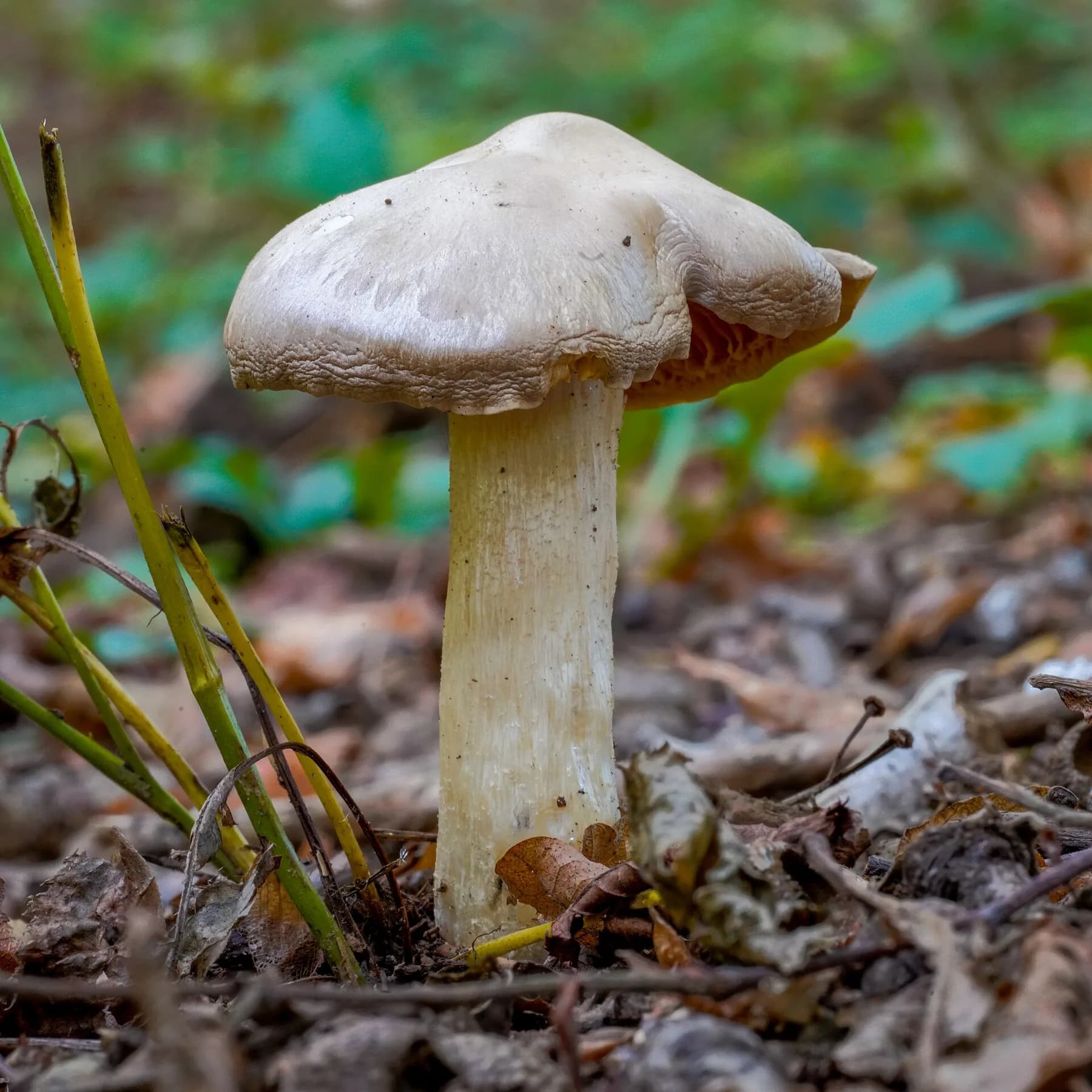 Entoloma sinuatum madur amb barret crema ondulat i peu blanc robust.