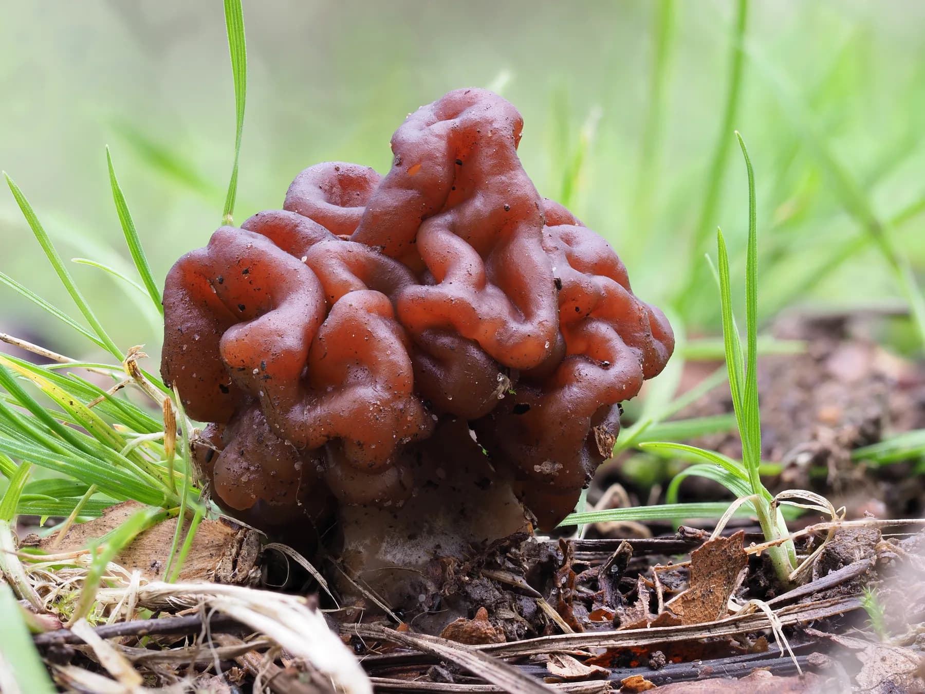 Gyromitra esculenta amb barret bru fosc fortament lobulat i plegat sobre un peu pàl·lid.