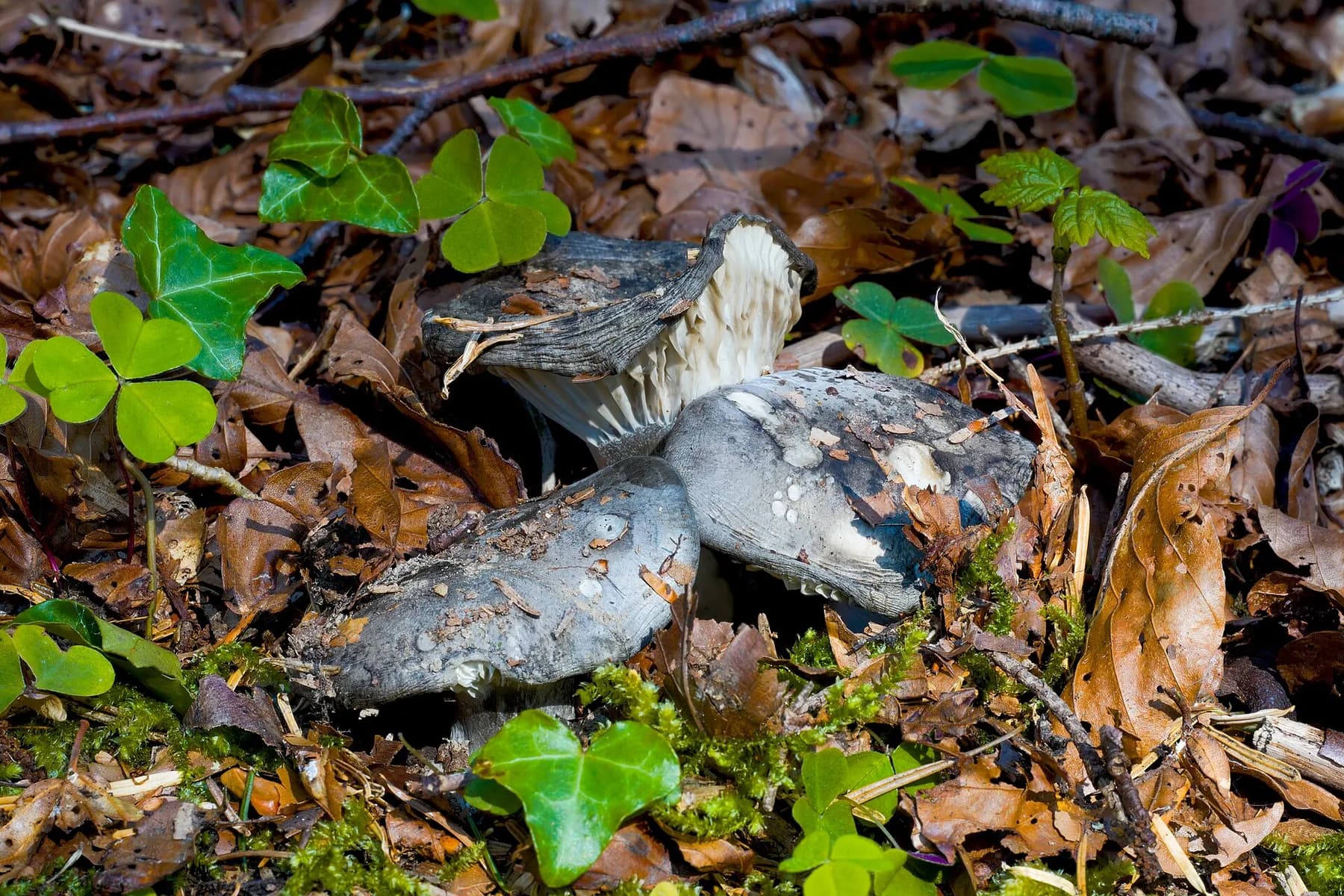 Hygrophorus marzuolus emergint de la fullaraca amb barret gris fosc irregular.