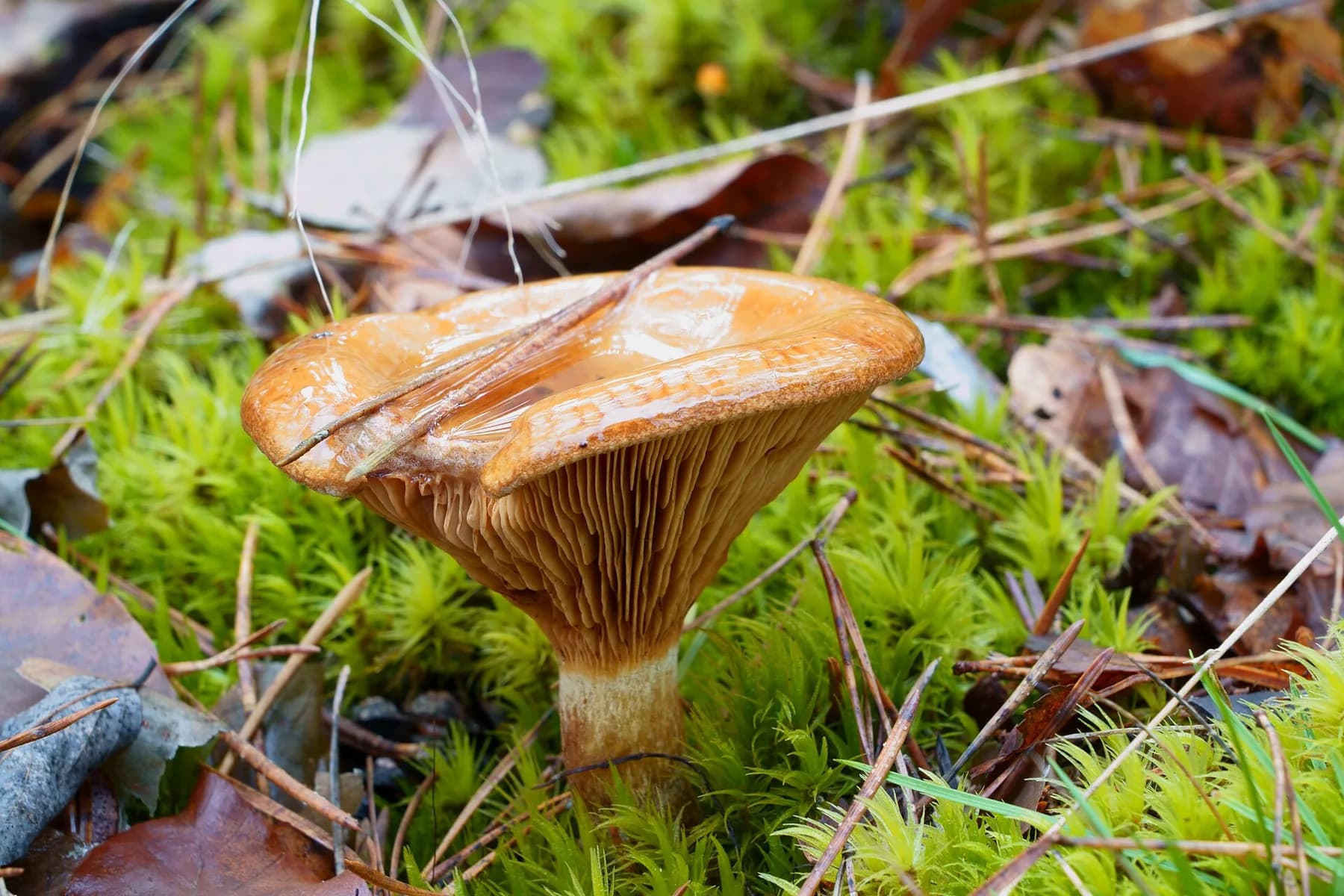 Paxillus involutus al bosc amb barret bru deprimit i marge fortament enrotllat.