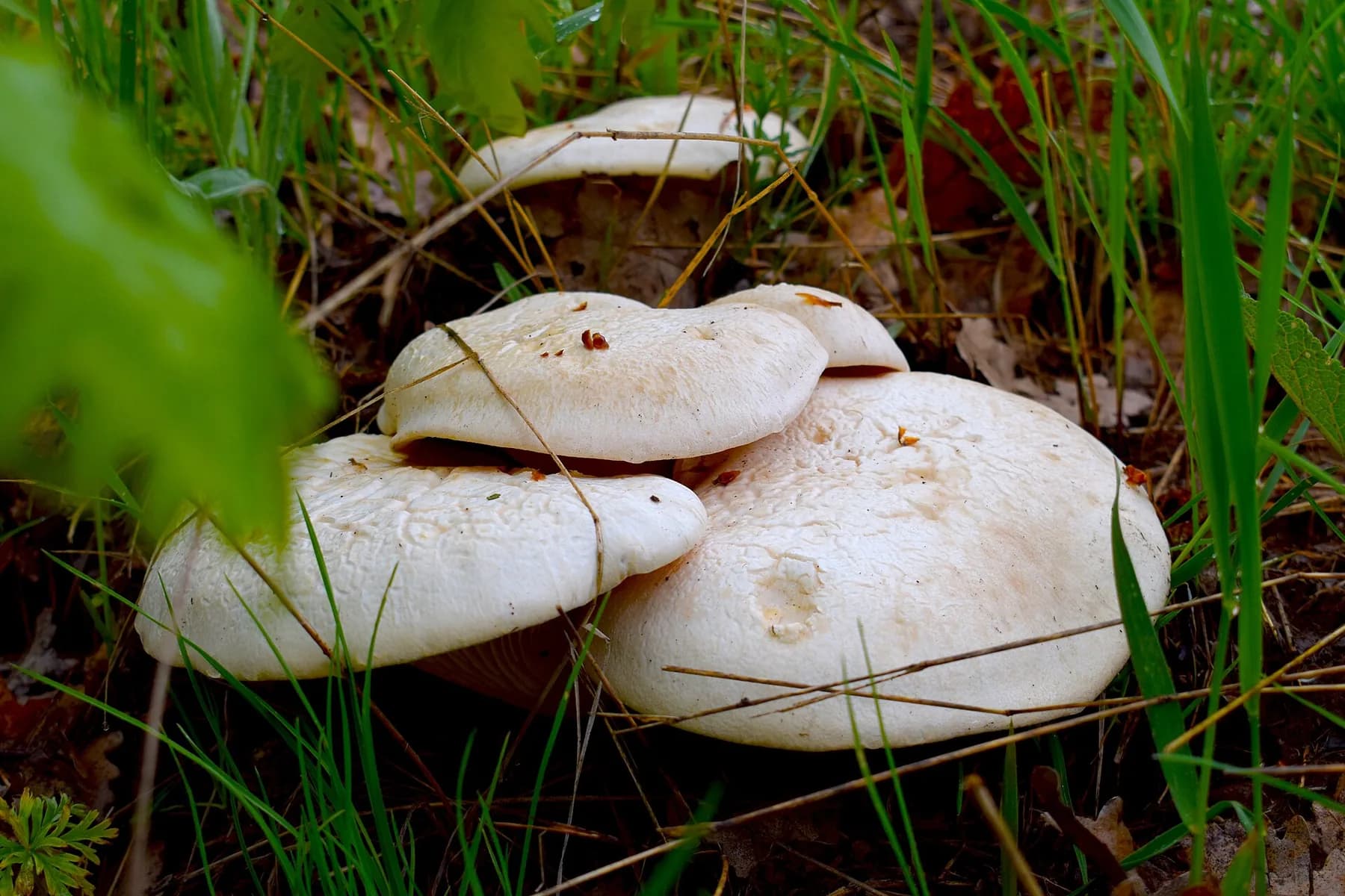 Pleurotus eryngii silvestre al costat de la planta hoste, amb barret bru i peu blanc gruixut.