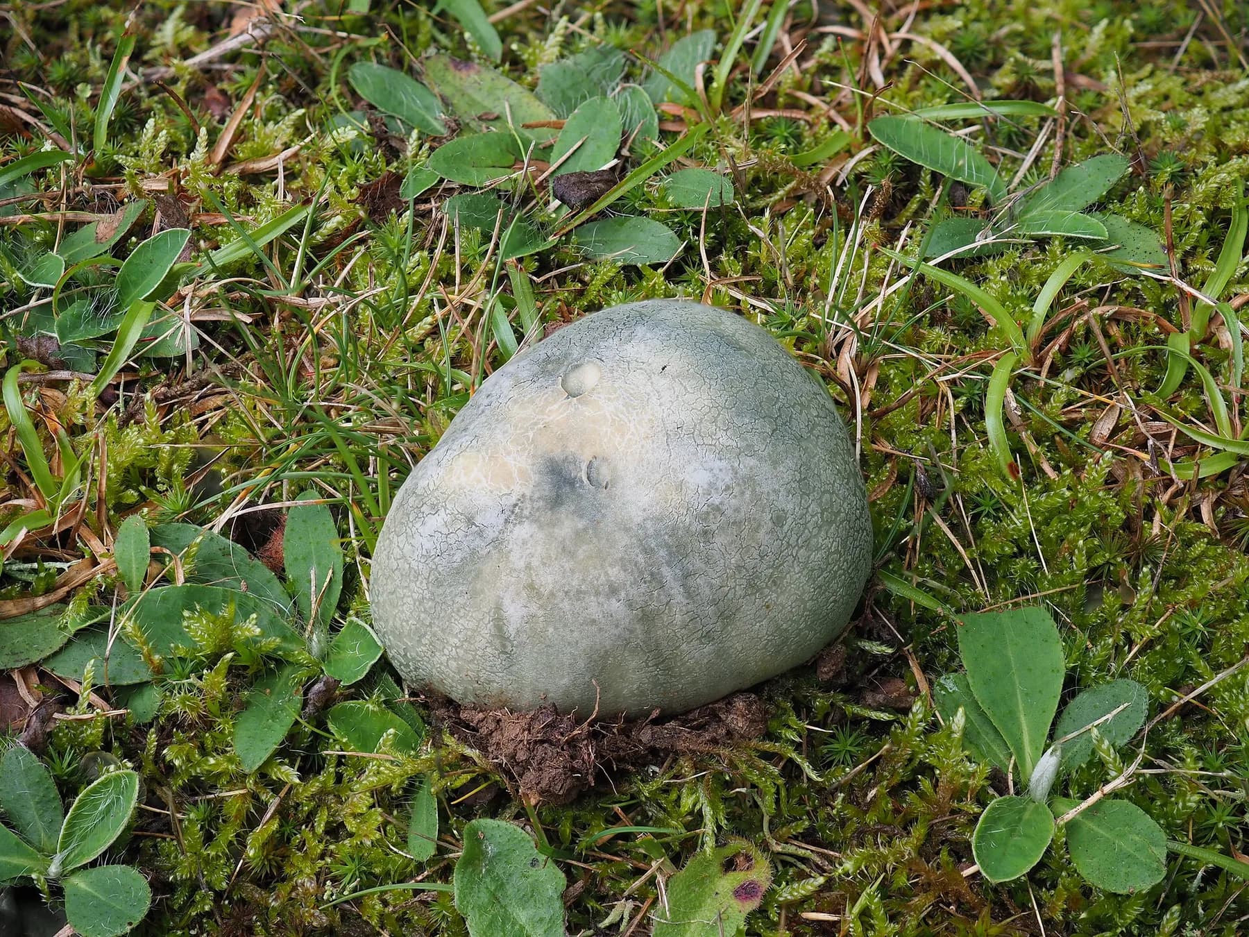 Russula virescens madura amb mosaic d’esquerdes verdoses característic al barret.
