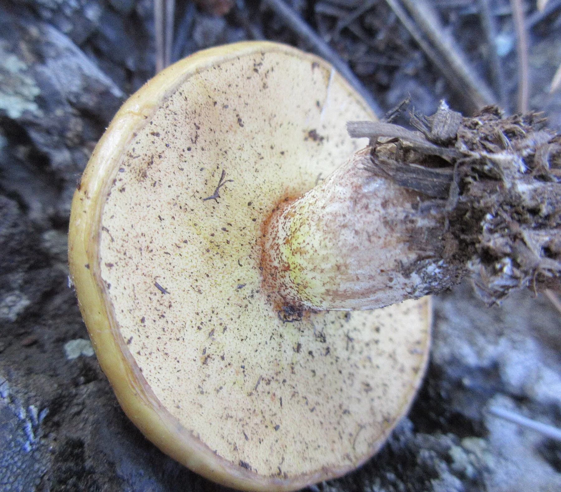 Diversos Suillus granulatus amb barrets viscosos color canyella en una pineda.
