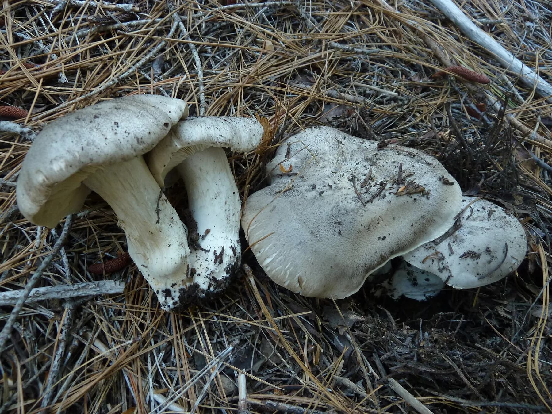 Grup de Tricholoma pardinum amb barrets grisos coberts d’escates fosques concèntriques.