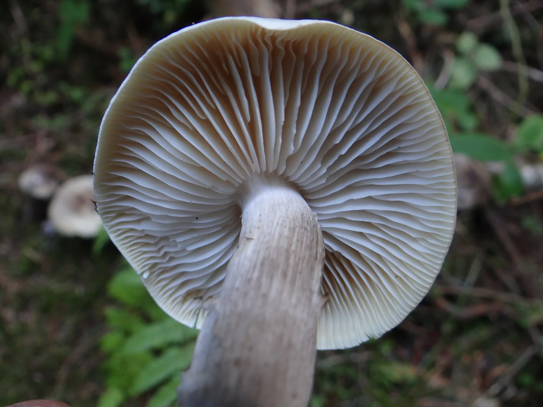 Tricholoma portentosum amb barret gris fosc fibril·lós, peu clar i reflexos grocs.