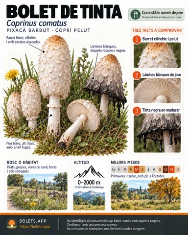 Targeta de camp del Bolet de tinta amb il·lustracions, comestibilitat, trets d’identificació, temporada, hàbitat i advertiment de seguretat.