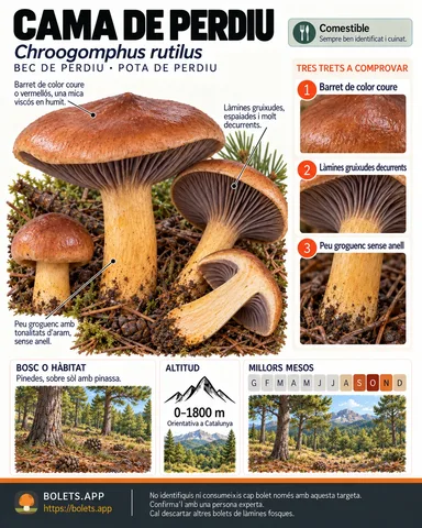 Targeta de camp del Cama de perdiu amb il·lustracions, comestibilitat, trets d’identificació, temporada, hàbitat i advertiment de seguretat.