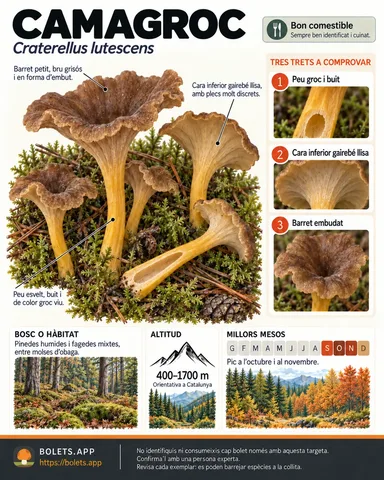 Targeta de camp del Camagroc amb il·lustracions, comestibilitat, trets d’identificació, temporada, hàbitat i advertiment de seguretat.