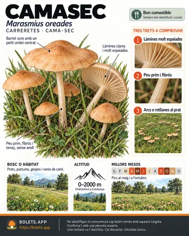 Targeta de camp del Camasec amb il·lustracions, comestibilitat, trets d’identificació, temporada, hàbitat i advertiment de seguretat.