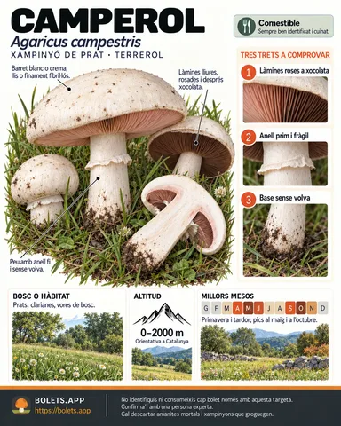 Targeta de camp del Camperol amb il·lustracions, comestibilitat, trets d’identificació, temporada, hàbitat i advertiment de seguretat.
