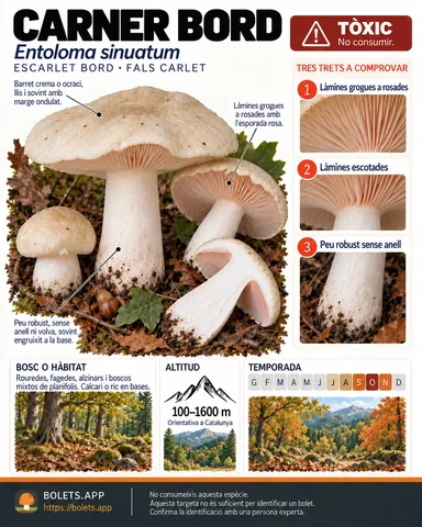 Targeta de camp del Carner bord amb il·lustracions, comestibilitat, trets d’identificació, temporada, hàbitat i advertiment de seguretat.