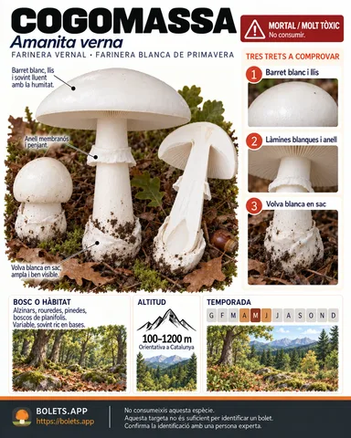 Targeta de camp del Cogomassa amb il·lustracions, comestibilitat, trets d’identificació, temporada, hàbitat i advertiment de seguretat.