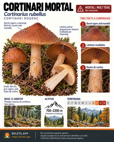 Targeta de camp del Cortinari mortal amb il·lustracions, comestibilitat, trets d’identificació, temporada, hàbitat i advertiment de seguretat.