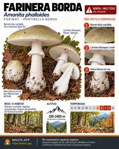 Targeta de camp del Farinera borda amb il·lustracions, comestibilitat, trets d’identificació, temporada, hàbitat i advertiment de seguretat.