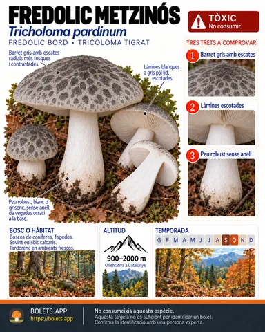 Targeta de camp del Fredolic metzinós amb il·lustracions, comestibilitat, trets d’identificació, temporada, hàbitat i advertiment de seguretat.