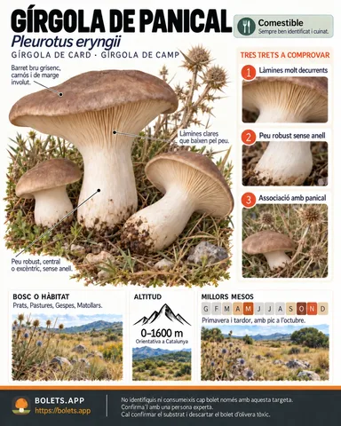 Targeta de camp del Gírgola de panical amb il·lustracions, comestibilitat, trets d’identificació, temporada, hàbitat i advertiment de seguretat.