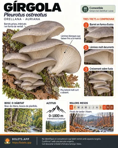 Targeta de camp del Gírgola amb il·lustracions, comestibilitat, trets d’identificació, temporada, hàbitat i advertiment de seguretat.