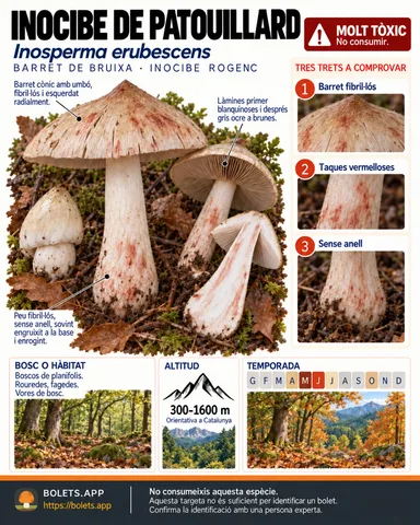 Targeta de camp del Inocibe de Patouillard amb il·lustracions, comestibilitat, trets d’identificació, temporada, hàbitat i advertiment de seguretat.