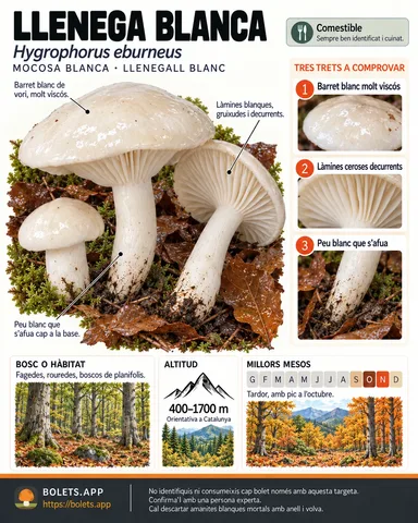 Targeta de camp del Llenega blanca amb il·lustracions, comestibilitat, trets d’identificació, temporada, hàbitat i advertiment de seguretat.