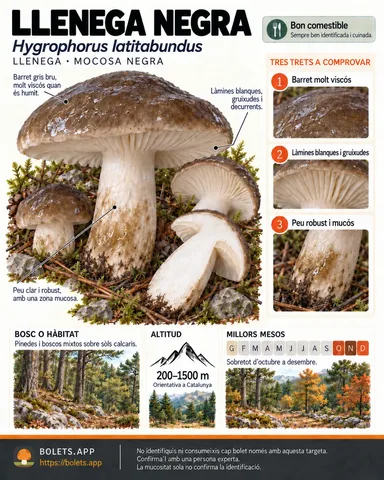 Targeta de camp del Llenega amb il·lustracions, comestibilitat, trets d’identificació, temporada, hàbitat i advertiment de seguretat.