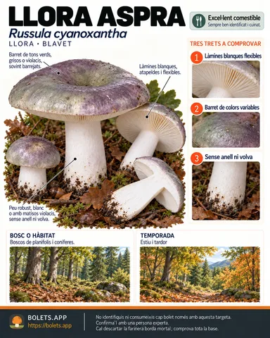 Targeta de camp del Llora aspra amb il·lustracions, comestibilitat, trets d’identificació, temporada, hàbitat i advertiment de seguretat.