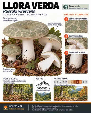 Targeta de camp del Llora verda amb il·lustracions, comestibilitat, trets d’identificació, temporada, hàbitat i advertiment de seguretat.