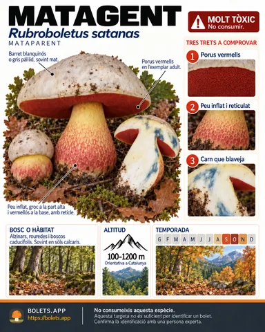 Targeta de camp del Matagent amb il·lustracions, comestibilitat, trets d’identificació, temporada, hàbitat i advertiment de seguretat.