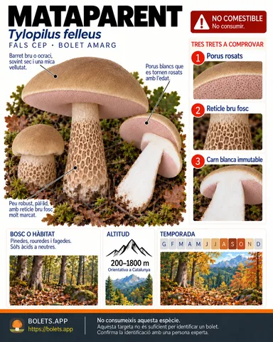 Targeta de camp del Mataparent amb il·lustracions, comestibilitat, trets d’identificació, temporada, hàbitat i advertiment de seguretat.