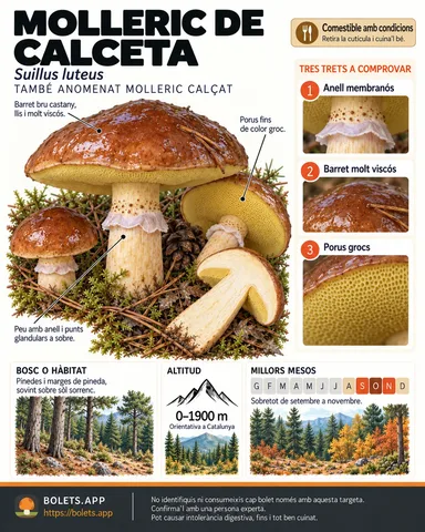 Targeta de camp del Molleric de calceta amb il·lustracions, comestibilitat, trets d’identificació, temporada, hàbitat i advertiment de seguretat.