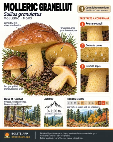 Targeta de camp del Molleric granellut amb il·lustracions, comestibilitat, trets d’identificació, temporada, hàbitat i advertiment de seguretat.