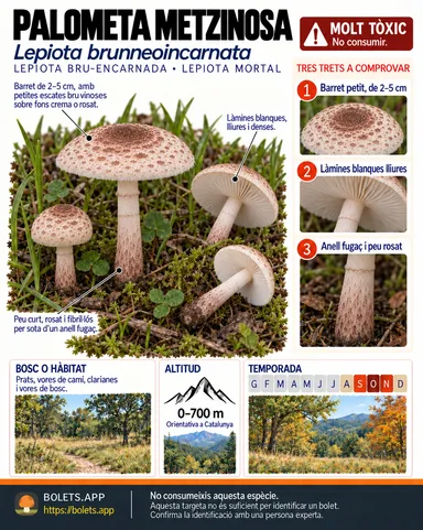 Targeta de camp del Palometa metzinosa amb il·lustracions, comestibilitat, trets d’identificació, temporada, hàbitat i advertiment de seguretat.
