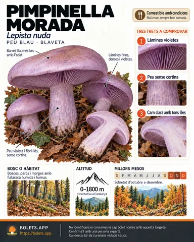 Targeta de camp del Pimpinella morada amb il·lustracions, comestibilitat, trets d’identificació, temporada, hàbitat i advertiment de seguretat.