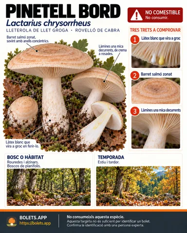 Targeta de camp del Pinetell bord amb il·lustracions, comestibilitat, trets d’identificació, temporada, hàbitat i advertiment de seguretat.