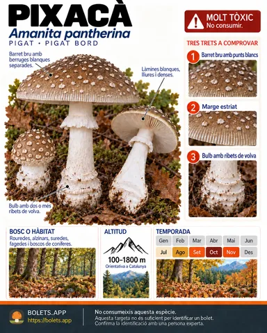 Targeta de camp del Pixacà amb il·lustracions, comestibilitat, trets d’identificació, temporada, hàbitat i advertiment de seguretat.