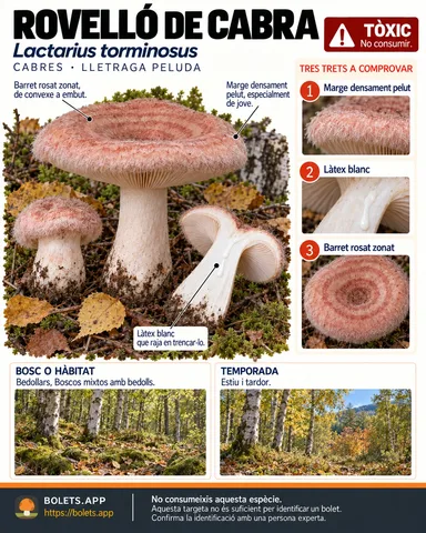 Targeta de camp del Rovelló de cabra amb il·lustracions, comestibilitat, trets d’identificació, temporada, hàbitat i advertiment de seguretat.