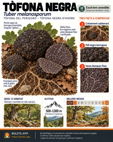 Targeta de camp del Tòfona negra amb il·lustracions, comestibilitat, trets d’identificació, temporada, hàbitat i advertiment de seguretat.