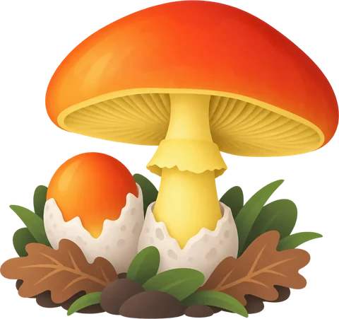 Dibuix de l’ou de reig (Amanita caesarea)