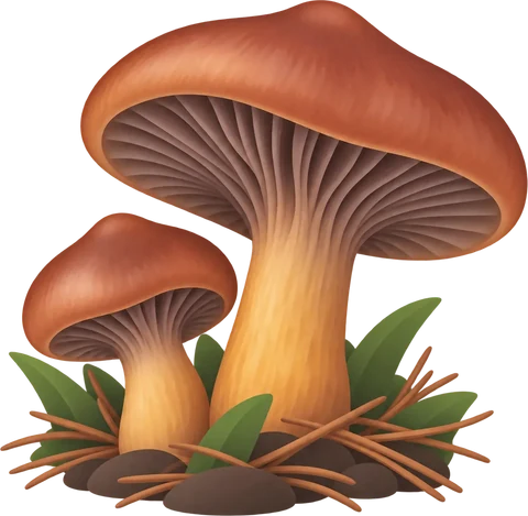 Dibuix de la cama de perdiu (Chroogomphus rutilus)