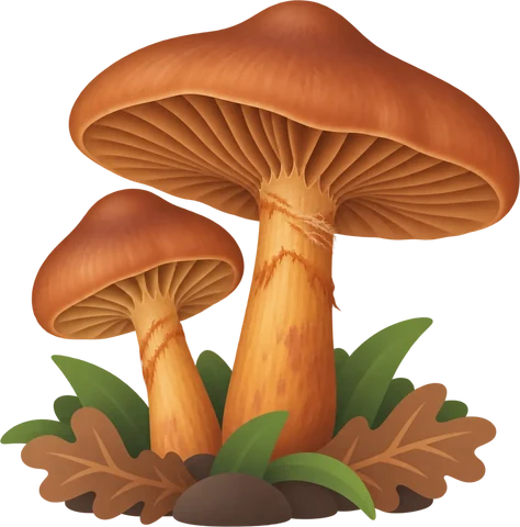 Dibuix del cortinari metzinós (Cortinarius orellanus)