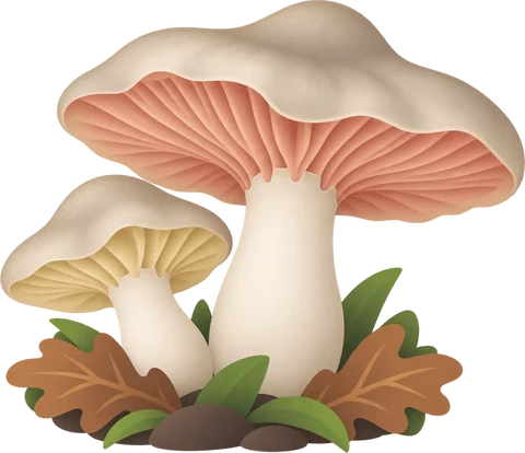 Dibuix del carner bord (Entoloma sinuatum)