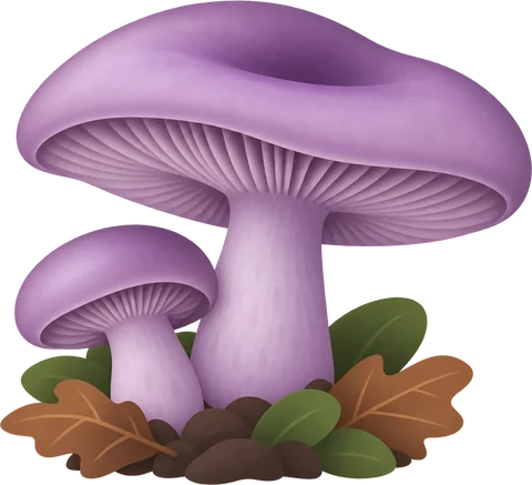 Dibuix de la pimpinella morada (Lepista nuda)
