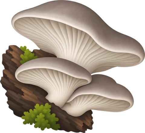 Dibuix de la gírgola (Pleurotus ostreatus)