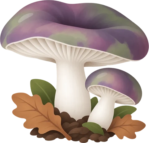 Dibuix de la llora aspra (Russula cyanoxantha)